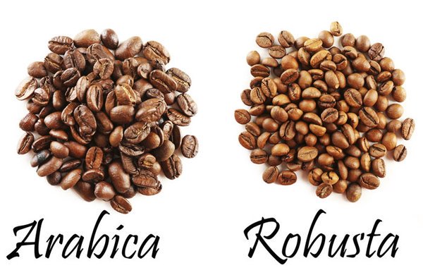 sự khác nhau của các loại hạt cà phê